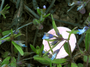 Blue-eyed Mary (Collinsia parviflora)
